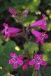 : - Penstemon triflorus