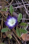 : - Phacelia davidsonii