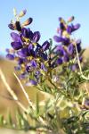 : - Psorothamnus arborescens var. minutifolius