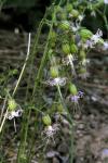 : - Silene lemmonii