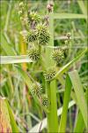 Unbeachteter Igelkolben - Sparganium erectum subsp. neglectum