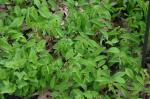 : - Asarum arifolium
