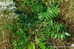 Korall-Sumach - Rhus copallina