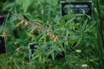 : - Agastache rupestris