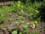 Schwarzer Senf - Brassica nigra