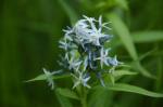 Amerikanischer Blaustern - Amsonia tabernaemontana