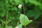 : - Clematis ochroleuca