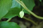 Schildförmiges Fußblatt - Podophyllum peltatum