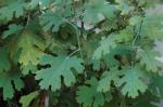 Federmohn - Macleaya cordata