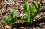 : - Symplocarpus foetidus
