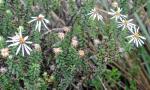 : - Diplostephium spinulosum