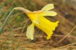 : - Narcissus pseudonarcissus subsp. bicolor