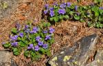 : - Viola rupestris subsp. rupestris