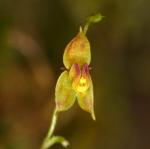 : - Andinia pensilis