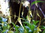 : - Barbosella cucullata