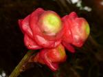 : - Cavendishia micayensis
