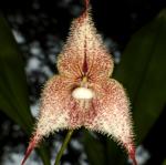 :-Dracula chiroptera