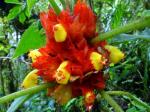 : - Drymonia teuscheri