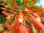 : - Epidendrum embreei