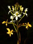 : - Epidendrum schistochilum