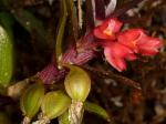 : - Fernandezia sanguinea
