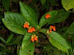 : - Gasteranthus lateralis
