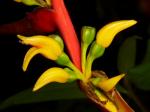 : - Heliconia impudica