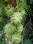 Echter Hopfen - Humulus lupulus