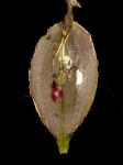 :-Lepanthes callisto