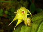 : - Lepanthes chimaera