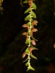 : - Lepanthes pilosella