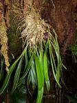 : - Masdevallia pardina