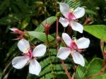 : - Monochaetum lineatum