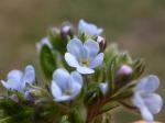 Kletten-Igelsame - Lappula squarrosa