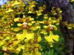 : - Oncidium obryzatum