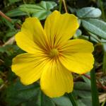: - Oxalis peduncularis