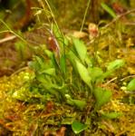 : - Platystele hirtzii