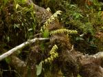 : - Anathallis sclerophylla