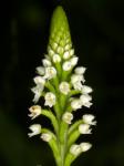 : - Ponthieva fertilis