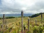 :-Puya hamata