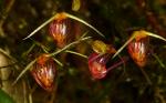 : - Scaphosepalum digitale