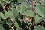 : - Hosackia crassifolia
