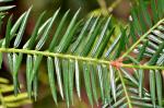 Kalifornische Nusseibe - Torreya californica