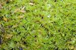 Haarblatt-Kissenmoos - Grimmia trichophylla