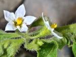 Saracha-Nachtschatten - Solanum sarrachoides