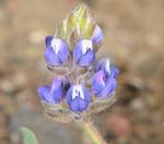 Zwerglupine-Lupinus bicolor