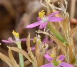 : - Centaurium trichanthum