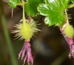 : - Ribes cruentum