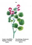 Rundblättrige Hauhechel - Ononis rotundifolia