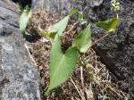 Buchwinde - Polygonum convolvulus